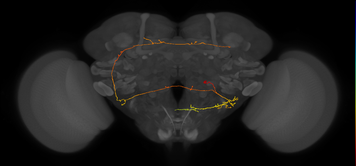 WED143_c_R (MaleCNS:144967)