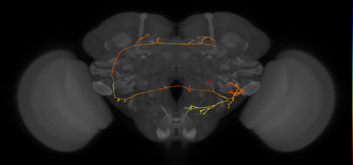 WED143_d_R (MaleCNS:62697)
