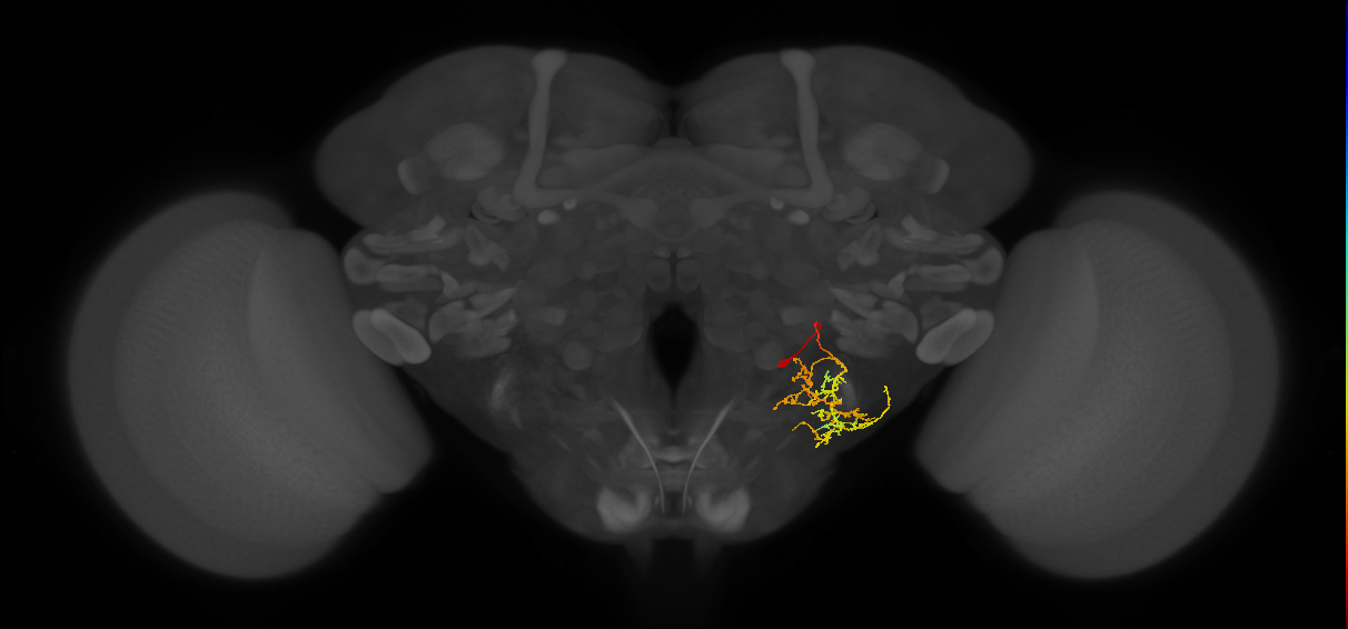 WED162_R (MaleCNS:47405)