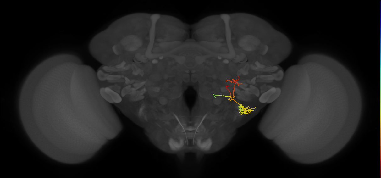 WED163_R (MaleCNS:46026)