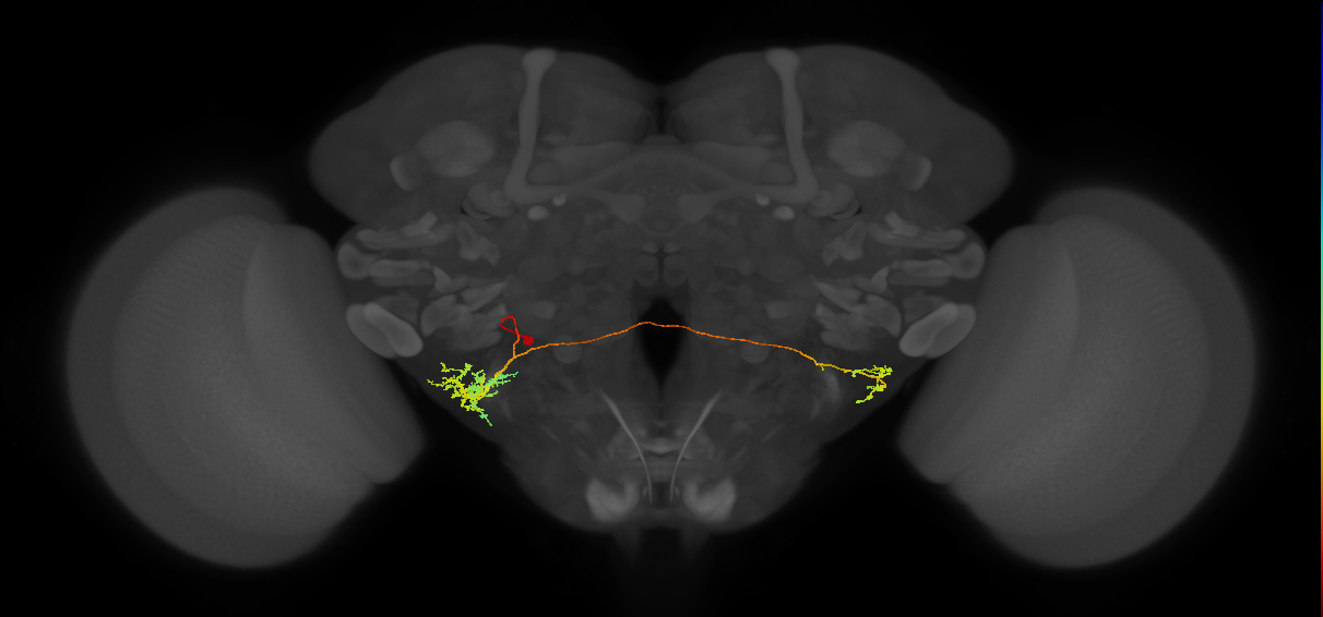 WED166_d_L (MaleCNS:530083)