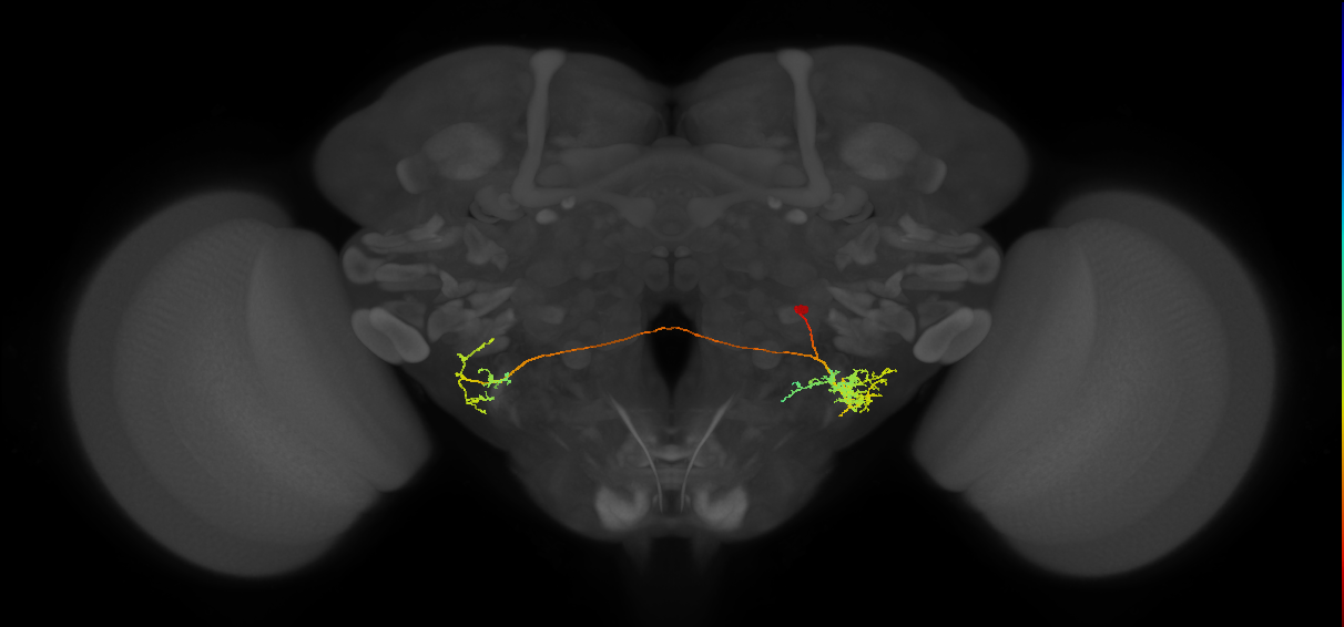 WED166_d_R (MaleCNS:29478)