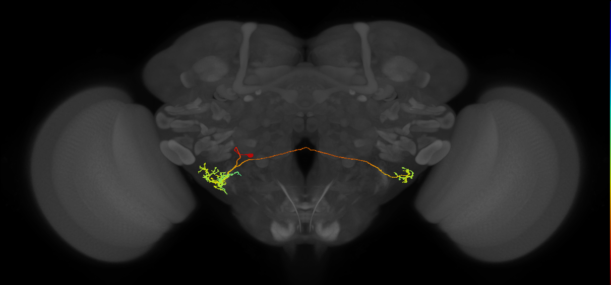 CM3 lineage neuron