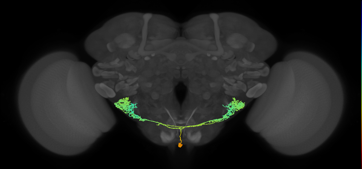 WED191_M (MaleCNS:12124)