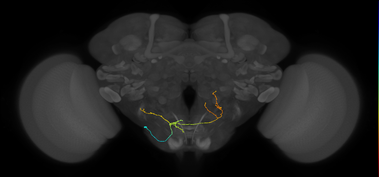 WED192_L (MaleCNS:67235)