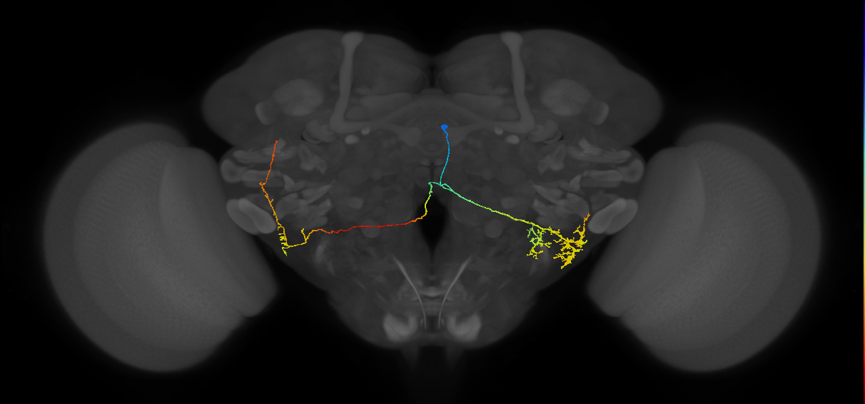 adult WEDd2 lineage neuron