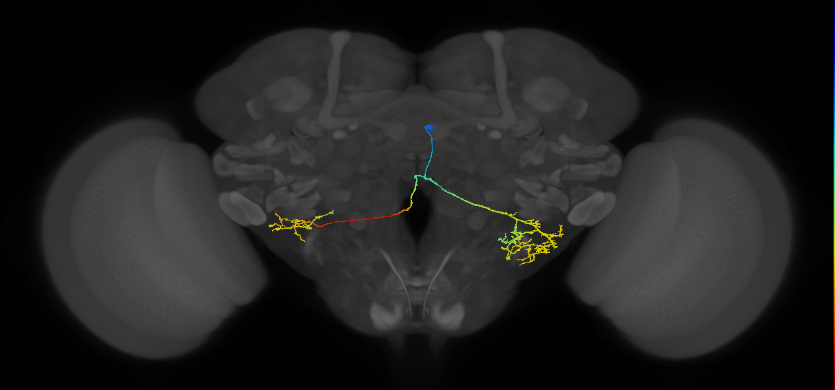 adult WEDd2 lineage neuron