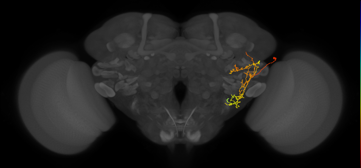WEDPN6B_R (MaleCNS:40368)