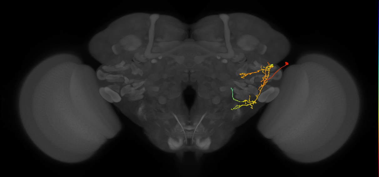 WEDPN6B_R (MaleCNS:78392)