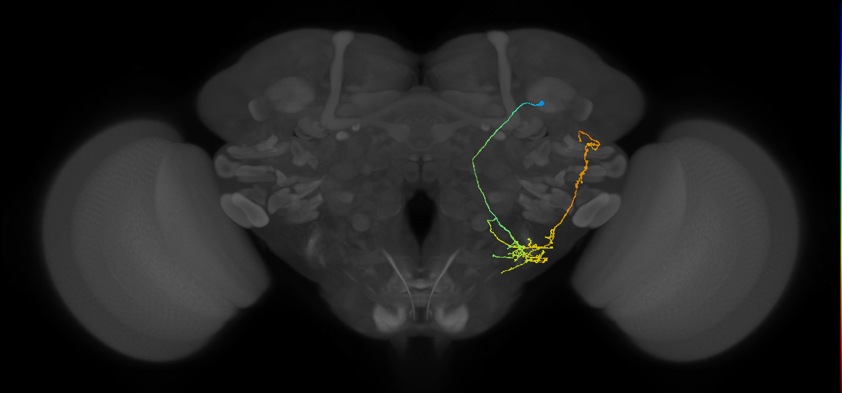 WEDPN8B_R (MaleCNS:529078)