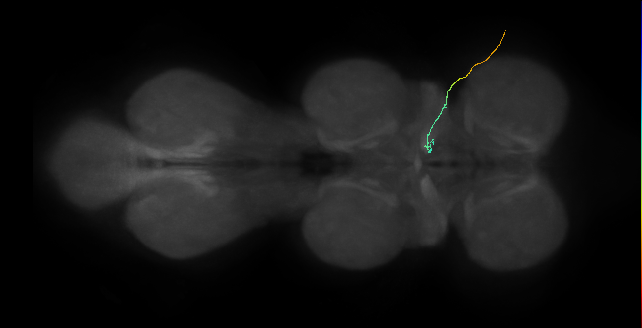 adult gustatory receptor neuron