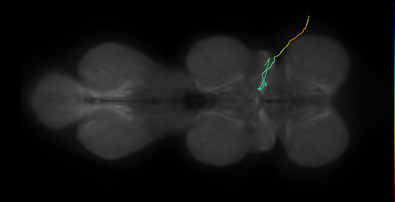 WG2_R (MaleCNS:817118)
