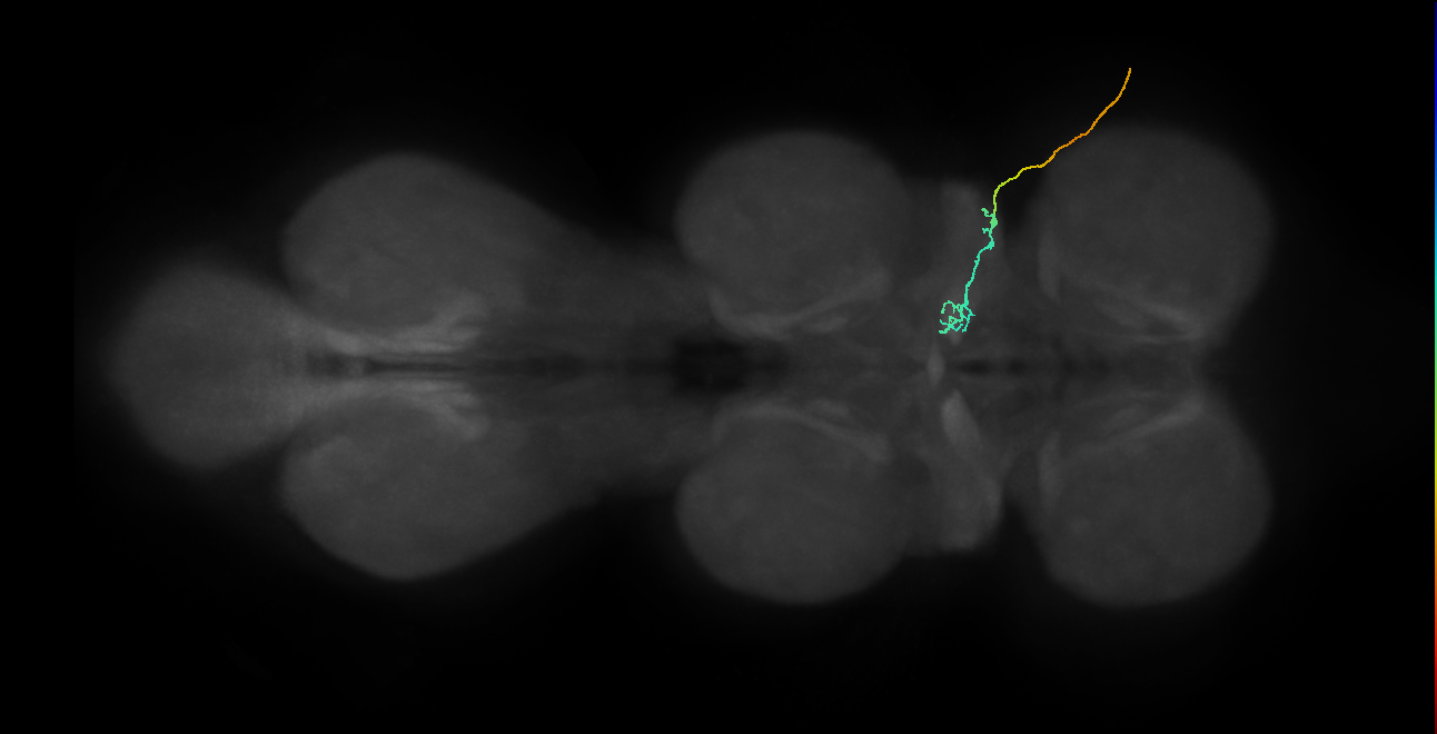 gustatory receptor neuron of the wing