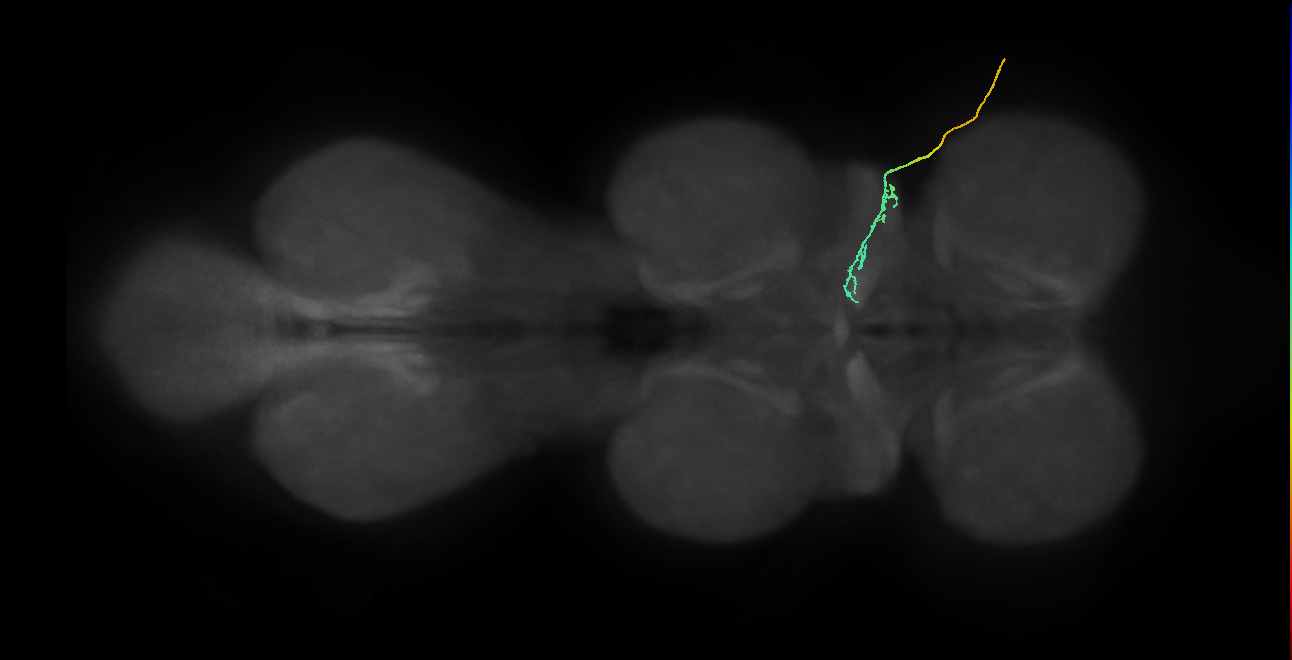 gustatory receptor neuron of the wing