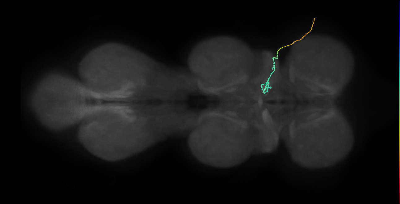 gustatory receptor neuron of the wing