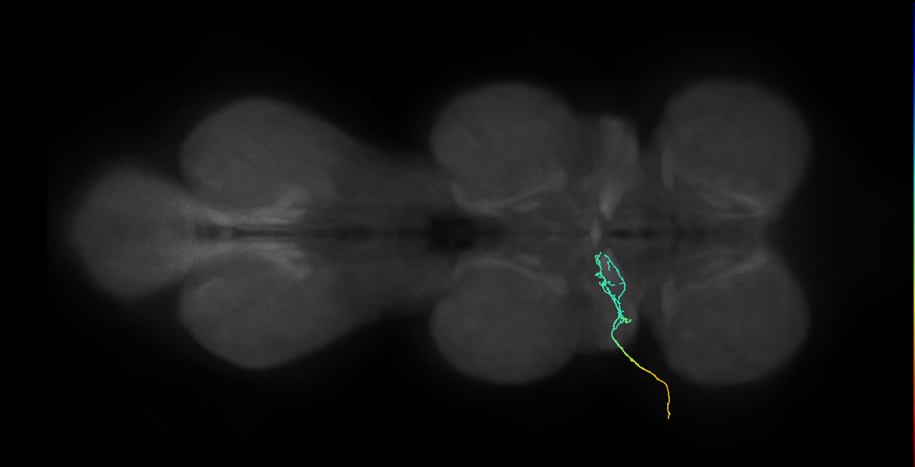 Adult Cholinergic Gustatory system Nervous system Sensory neuron WG3_L (MaleCNS:813397) (VFB_jrmc0122) aligned to JRCVNC2018U