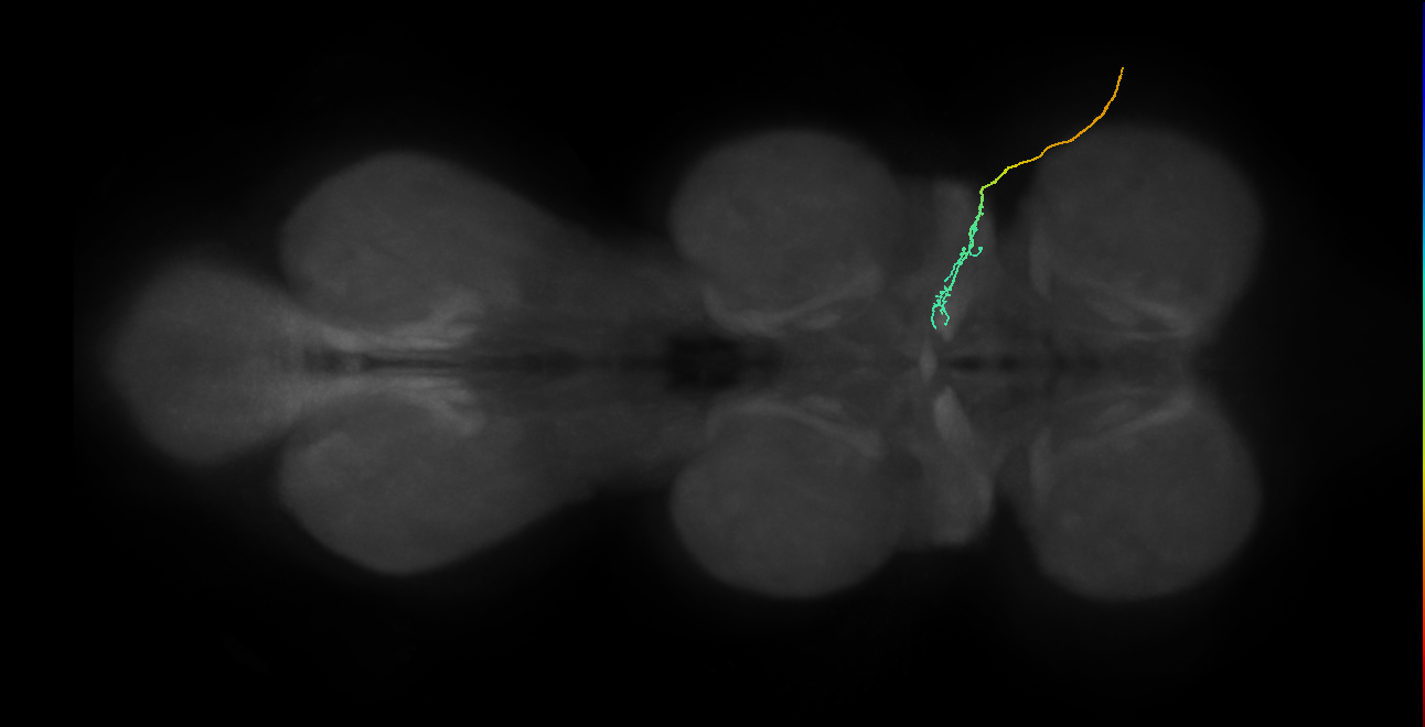 gustatory receptor neuron of the wing