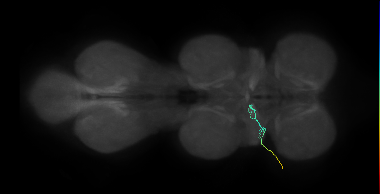 adult gustatory receptor neuron