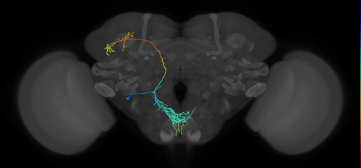 BAlp4 lineage neuron