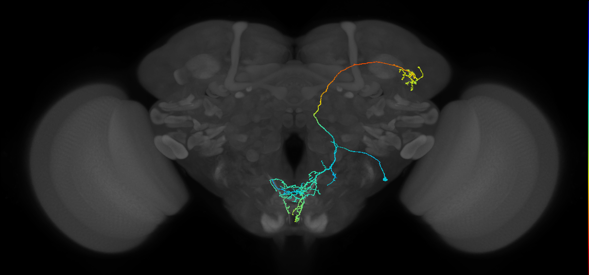 BAlp4 lineage neuron