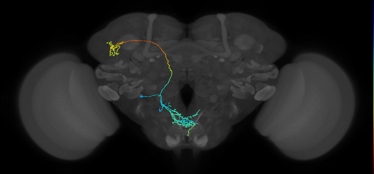 BAlp4 lineage neuron