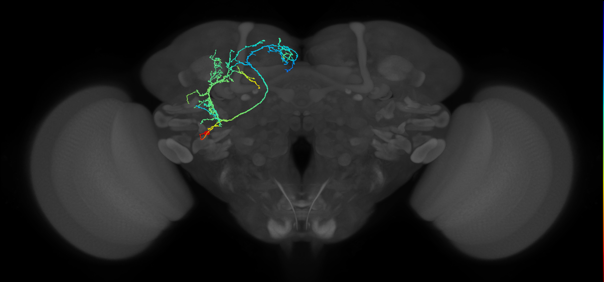 BLVp2 lineage neuron