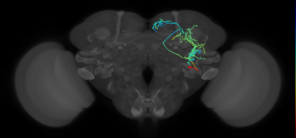 aIPg5_R (MaleCNS:26722)