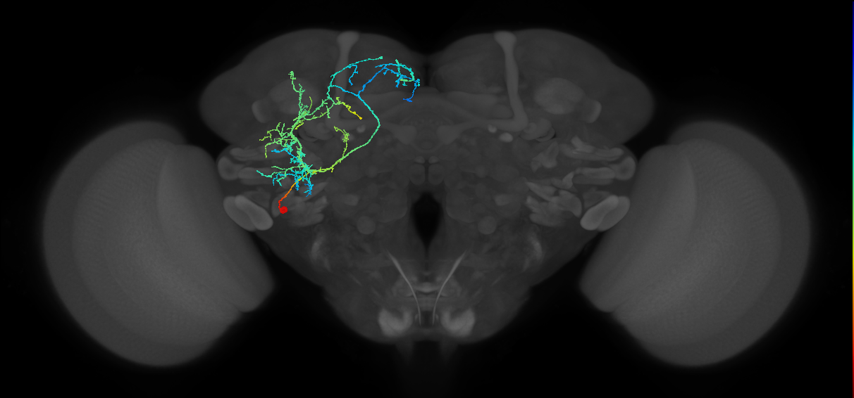 BLVp2 lineage neuron