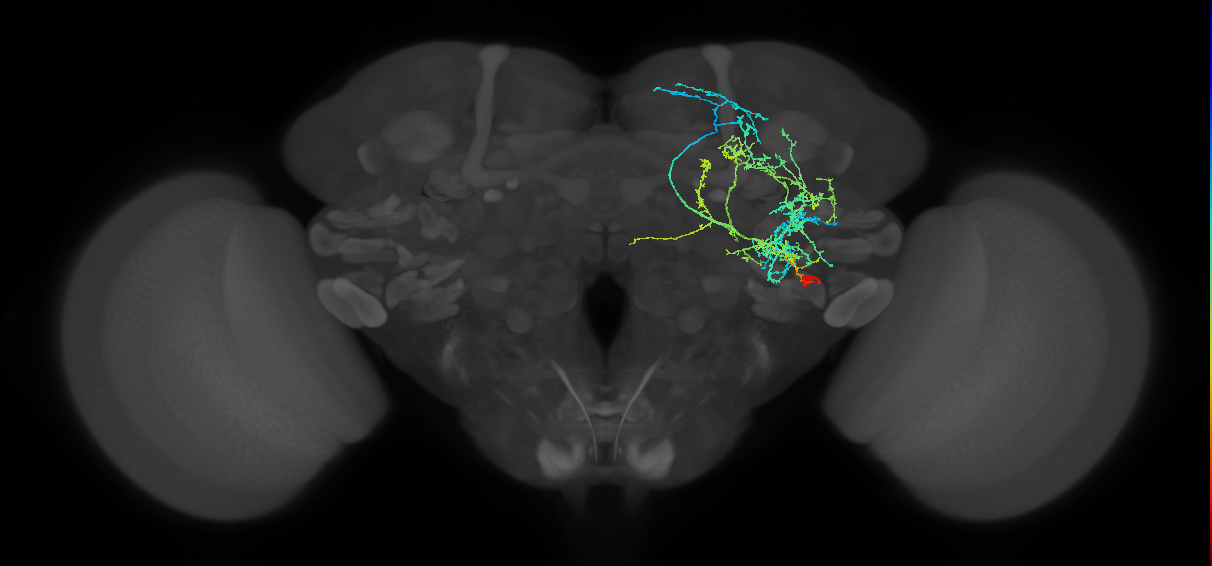 aIPg8_R (MaleCNS:22856)