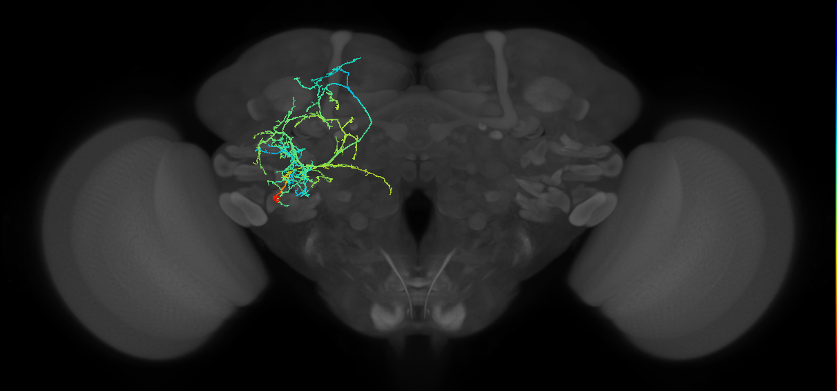 aIPg8_L (MaleCNS:531276)