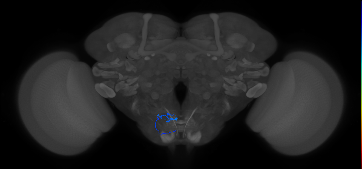 aPhM1_L (MaleCNS:45882)