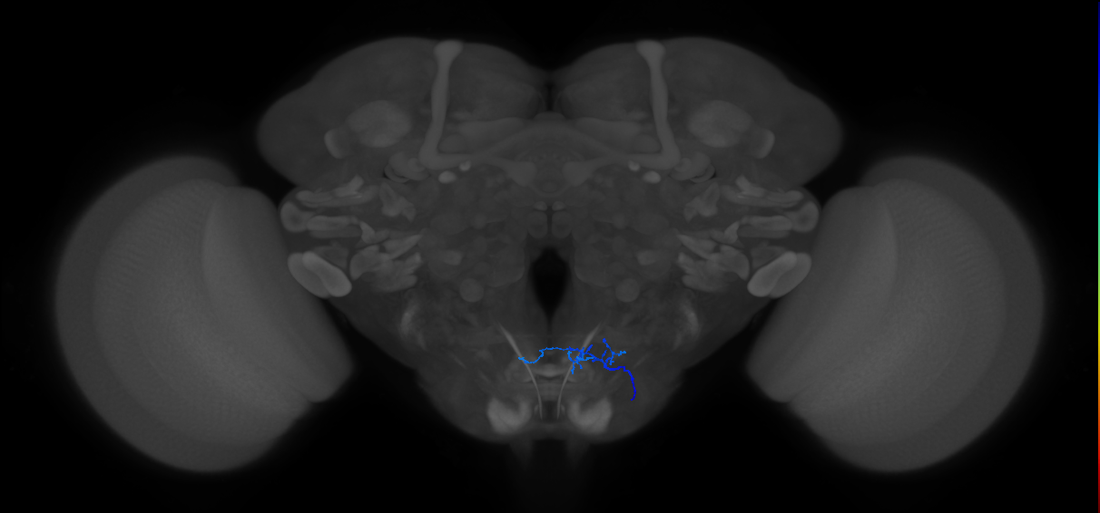 aPhM1_R (MaleCNS:83922)