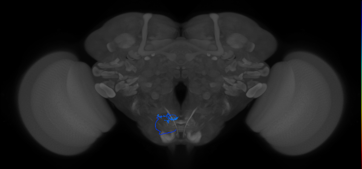 aPhM1_L (MaleCNS:85952)