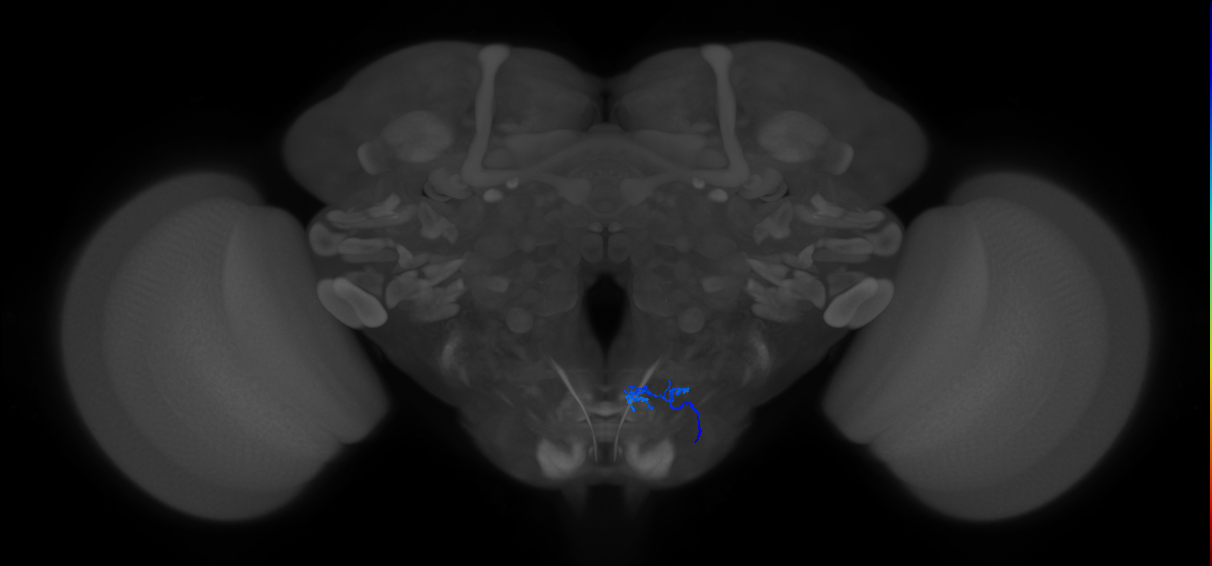 aPhM1_R (MaleCNS:269518)