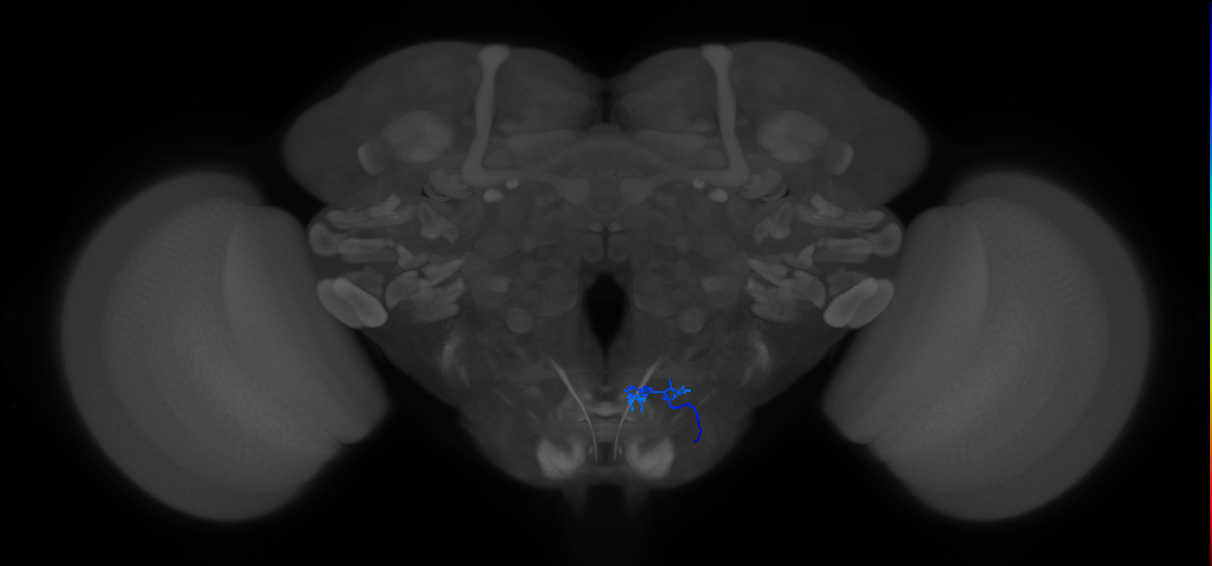 aPhM1_R (MaleCNS:917920)