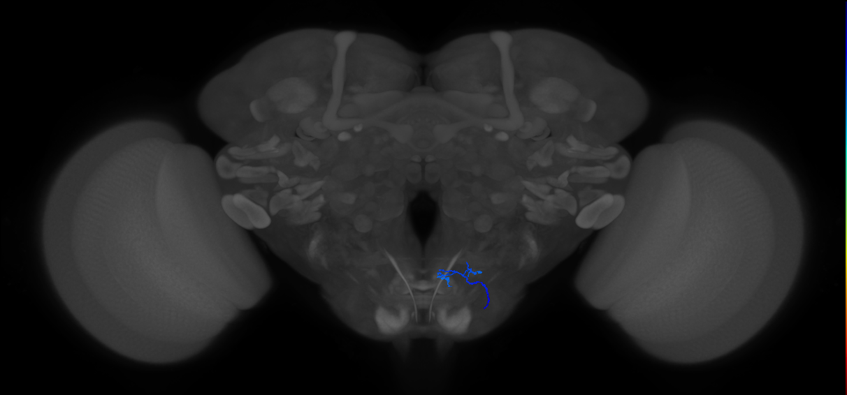 aPhM1_R (MaleCNS:992100189)