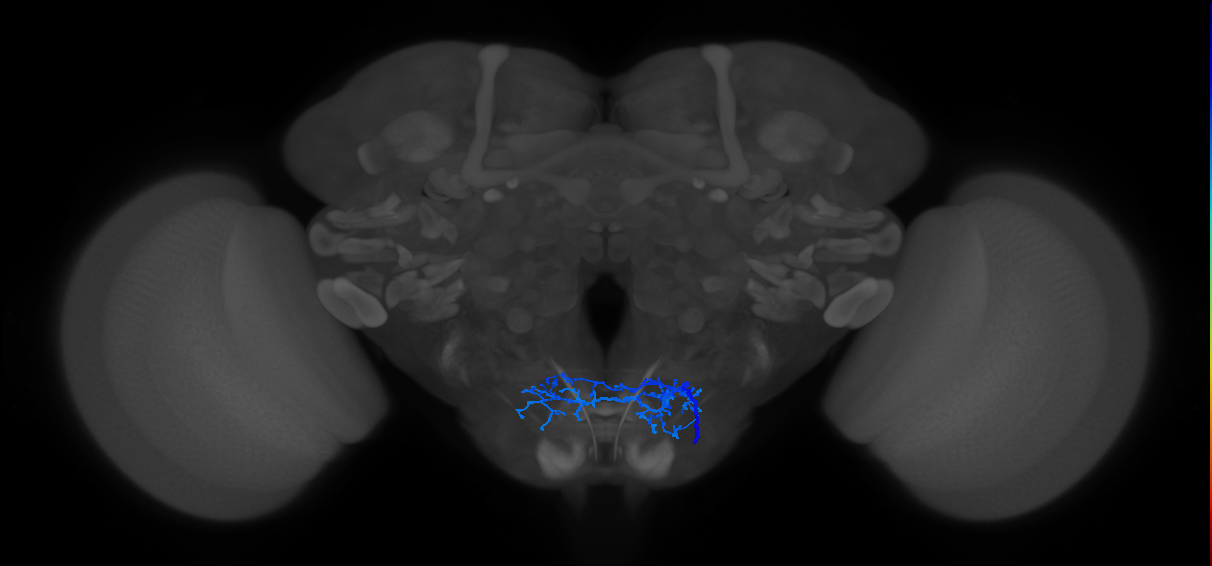 aPhM2a_R (MaleCNS:14844)