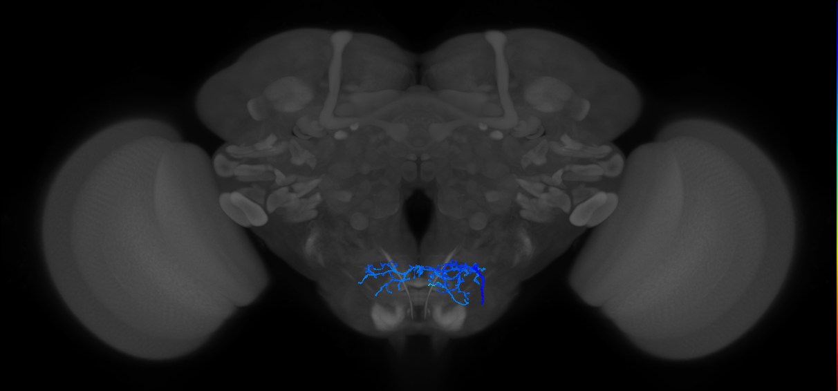 aPhM2a_R (MaleCNS:555290)