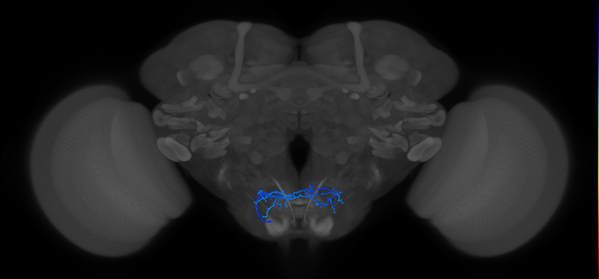 aPhM2a_L (MaleCNS:564193)