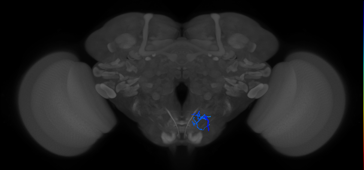 aPhM2b_R (MaleCNS:22354)