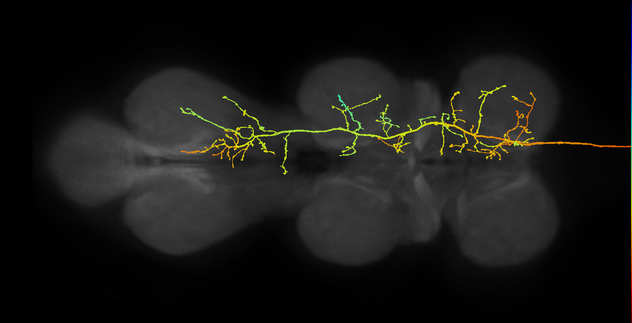 descending neuron of the anterior dorsal brain DNa12 (male)