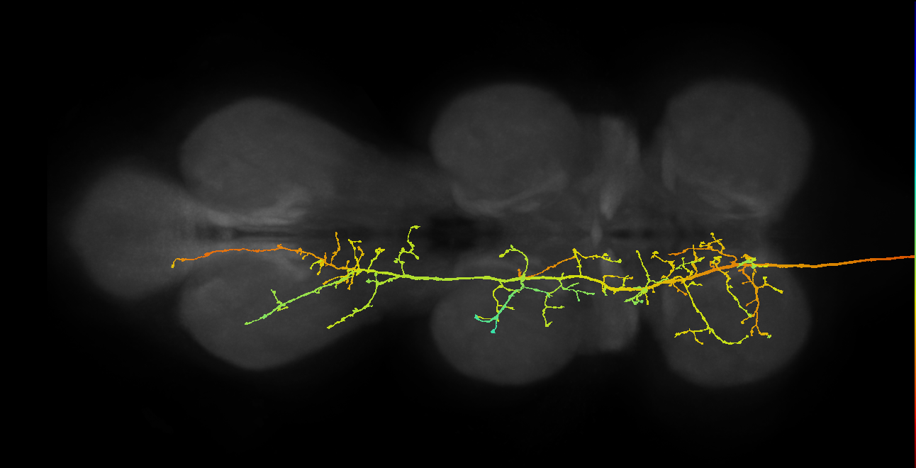descending neuron of the anterior dorsal brain DNa12 (male)