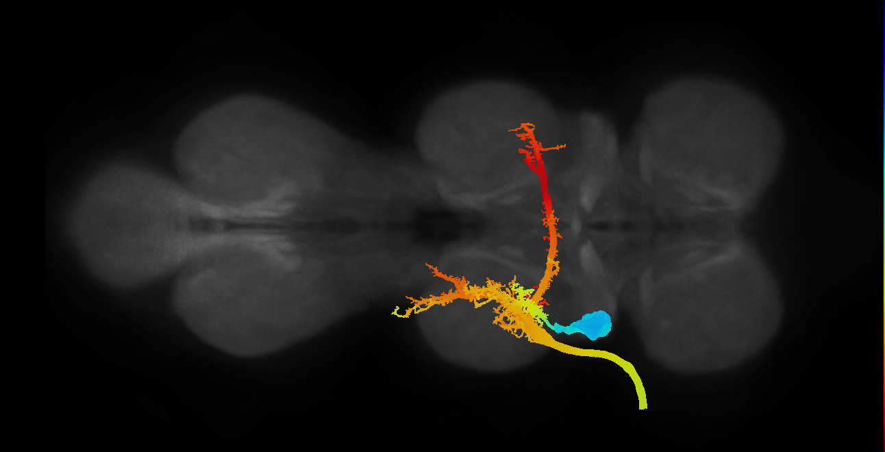 direct flight muscle motor neuron