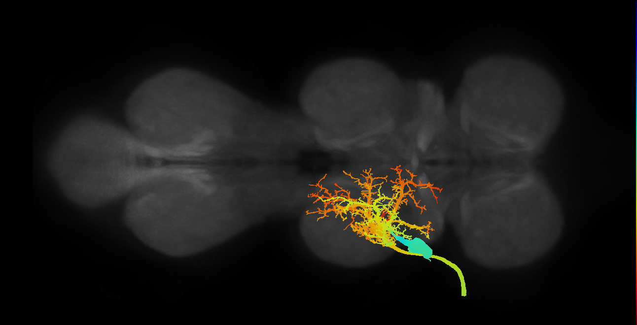 direct flight muscle motor neuron