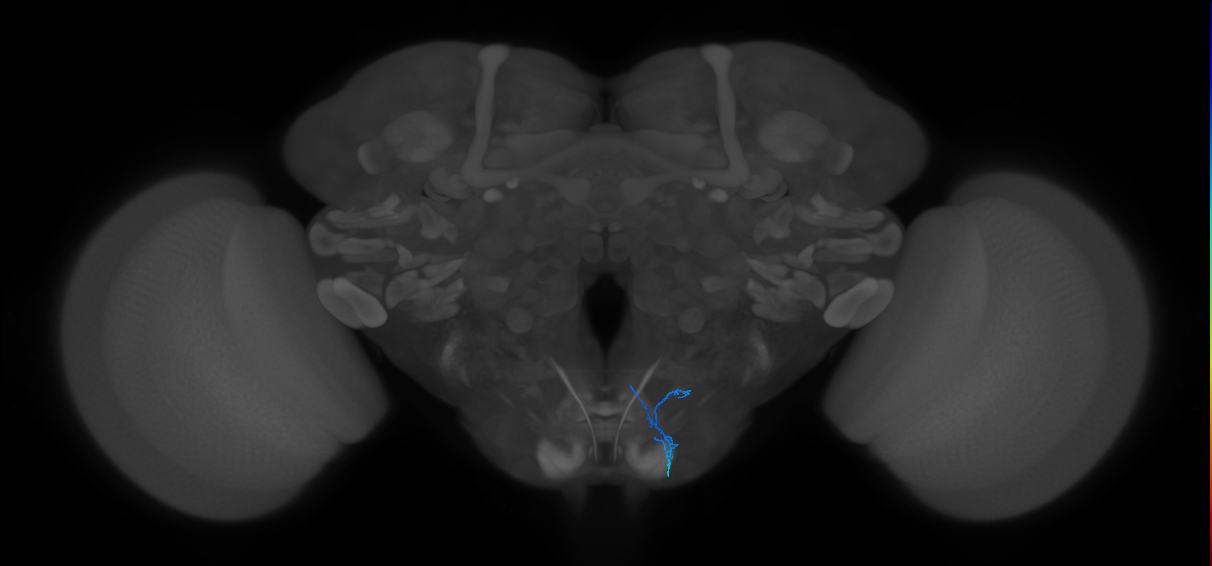 labellar taste peg chemosensory neuron