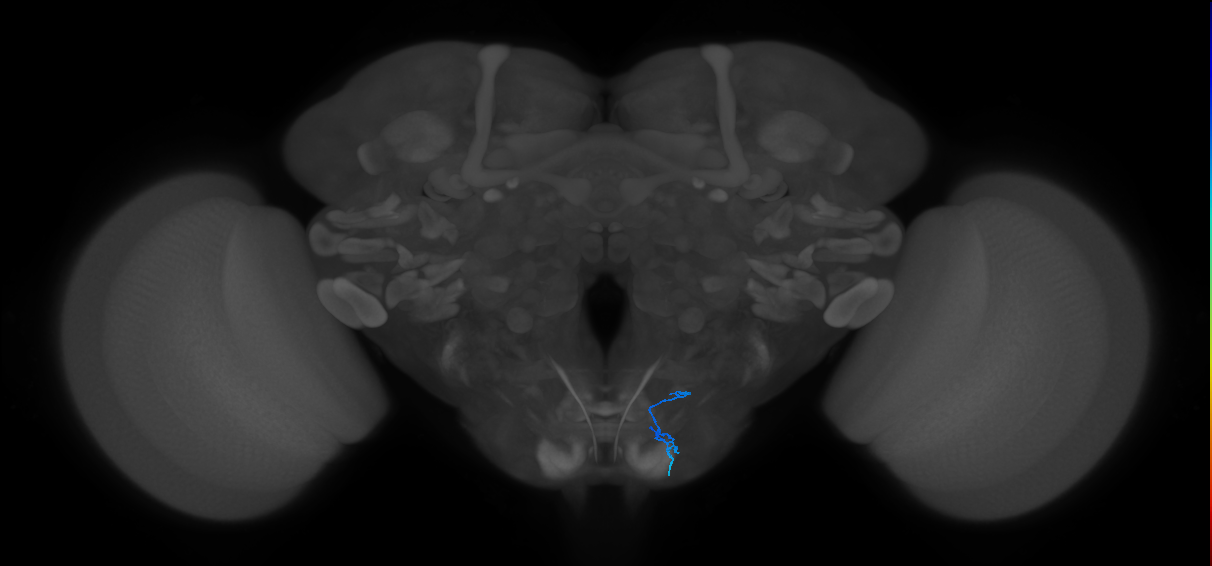 claw_tpGRN_R (MaleCNS:156079)