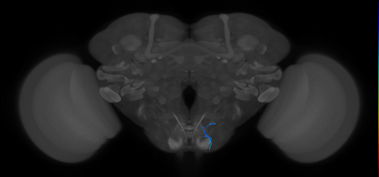 labellar taste peg chemosensory neuron