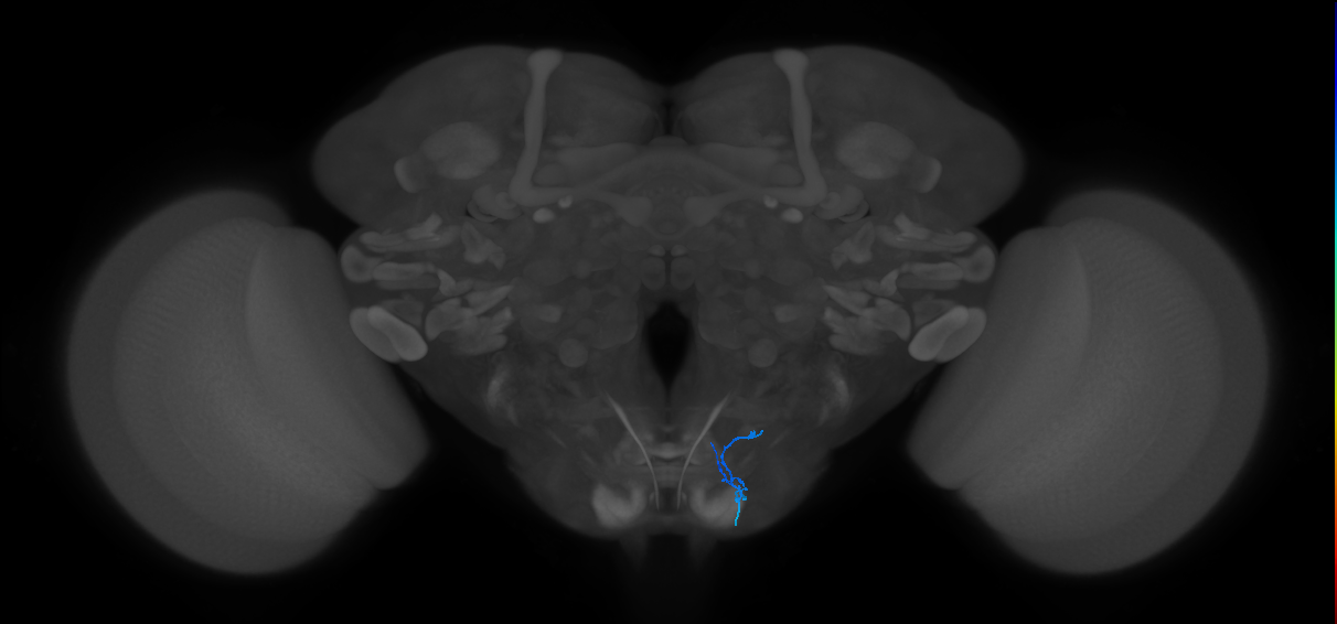 claw_tpGRN_R (MaleCNS:157131)