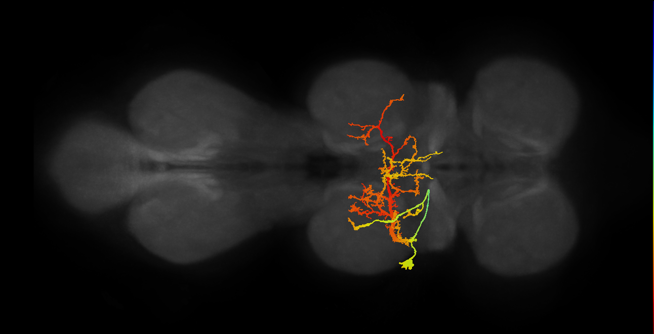 NB2-5 lineage neuron