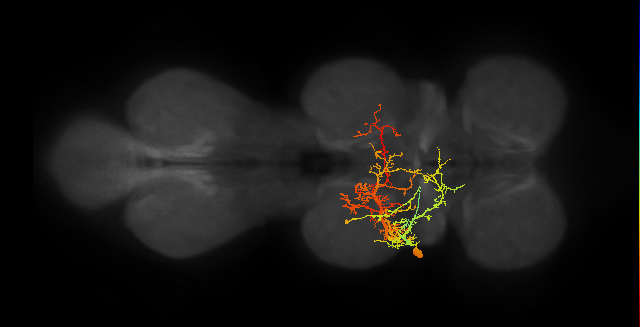 NB2-5 lineage neuron
